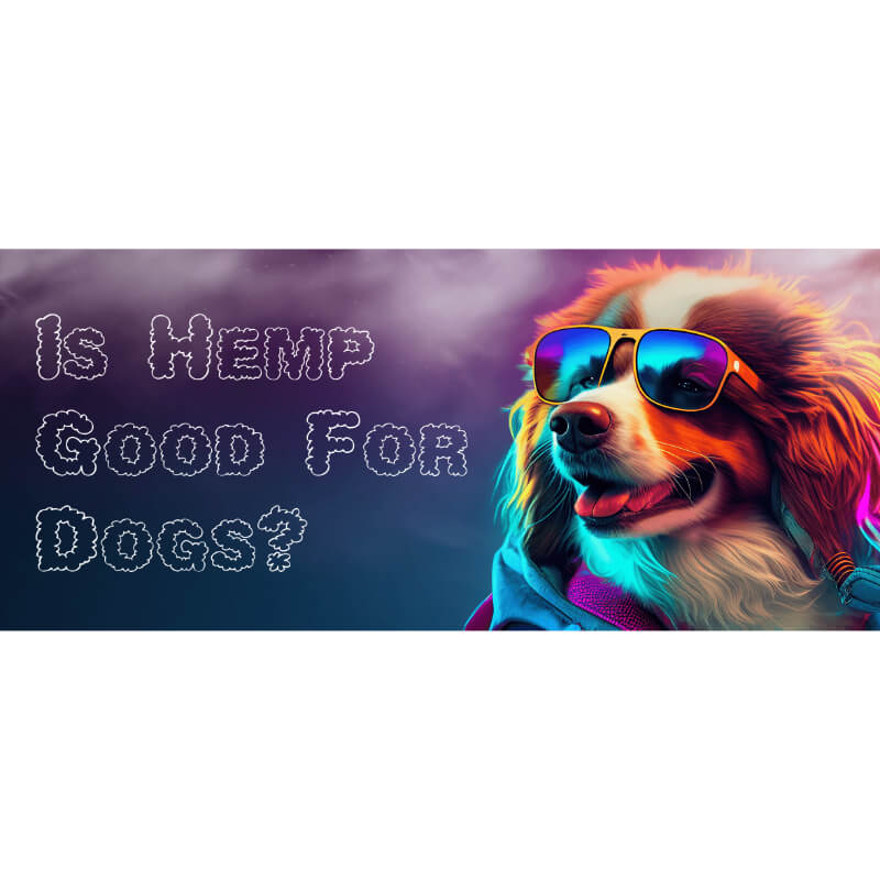 is CBD good for dogs, this article explores that question and answers it 